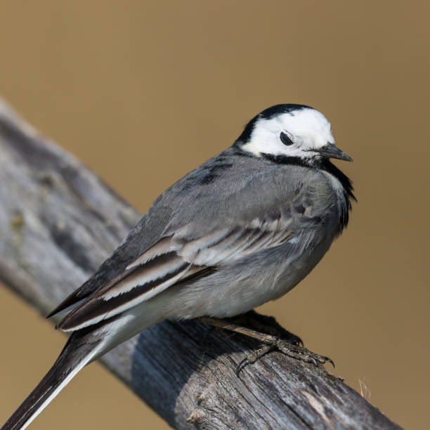 istock side view white wagtail bird (motacilla alba) standing on branch 1190123893
