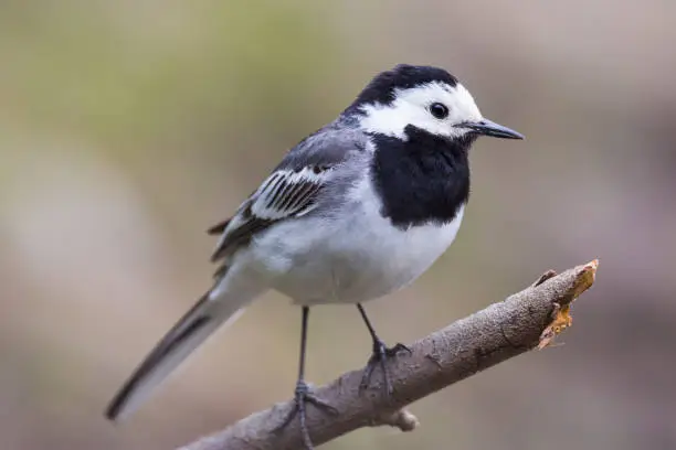 close-up one natural white wagtail bird (motacilla alba) standing on branch