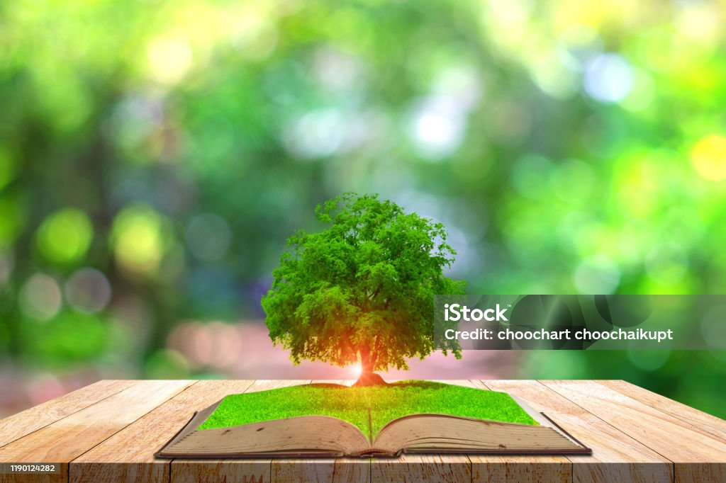 Hình ảnh khái niệm kiến thức với cây xanh mọc từ sách trên nền bokeh, cuốn sách ma thuật. - Trả phí Bản quyền Một lần Học tập - Hoạt động Bức ảnh sẵn có