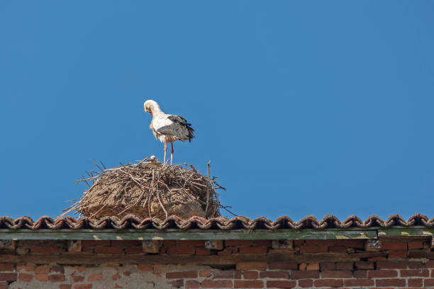 istock stork with chicks in the nest 1190125574