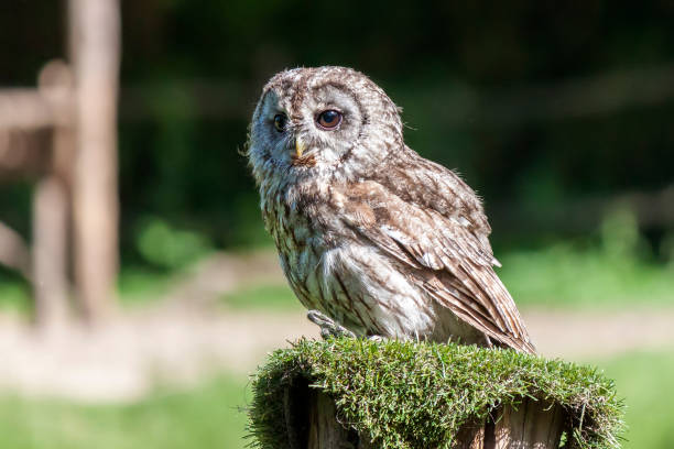 istock Little owl Athene noctua 1190125581