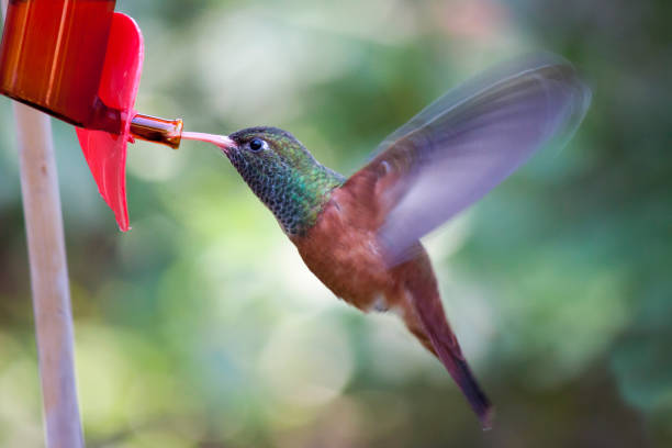 istock Hummingbird amazilia amazilia (Colibri) 1190125655