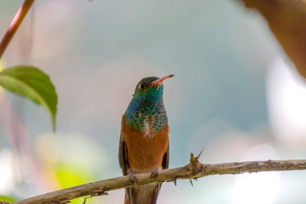 istock Hummingbird amazilia amazilia (Colibri) 1190125723