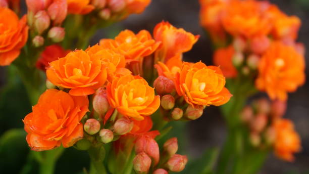 istock Airplant or miracle leaf tree (Kalanchoe Blossfeldiana) with orange flower in selective focus. 1190127768