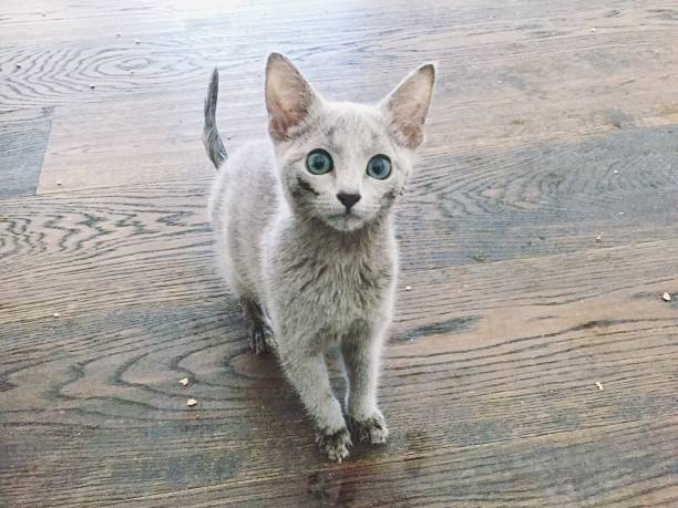 russian blue cat - 1599 imagens e fotografias de stock