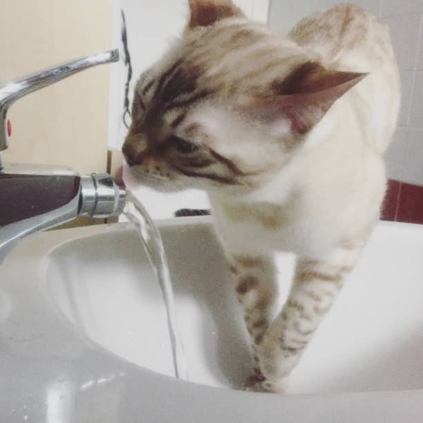 istock the cat drinking from the tap 1190127788