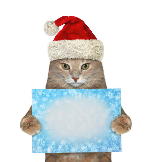 istock Cat is holding winter blank sign 1190129401