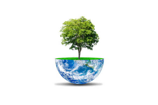 istock Green tree growth on planet earth globe isolated on white background. 1190129879