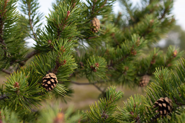 istock Closeup of fresh green long pine needles 1190130110
