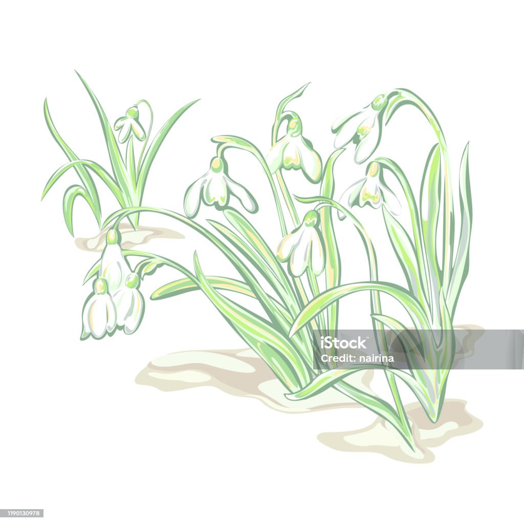 Ilustración de Flores Blancas Gota De Nieve Plantas Con Flores Para  Florecer La Primavera y más Vectores Libres de Derechos de Bulbo - iStock