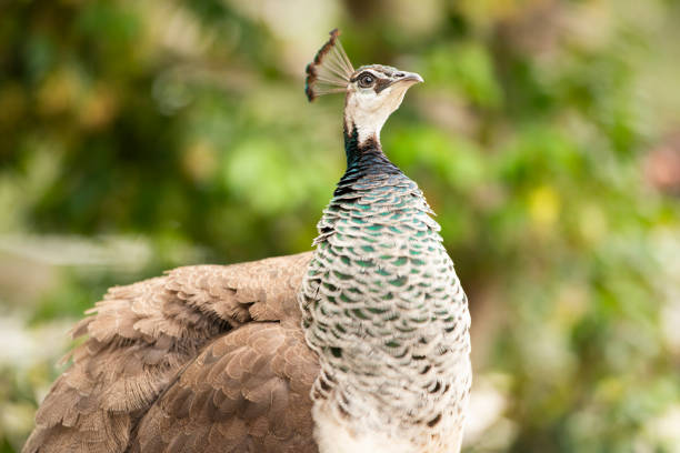 Beautiful close-up of a peacock’s head and neck showing its colorful blue-green feathers