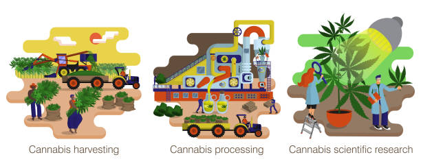 ilustrações, clipart, desenhos animados e ícones de cannabis, produção de cânhamo. estágios de processo e fabricação. conjunto de ilustração - marijuana plant