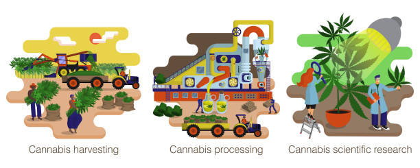Cannabis, hemp production. Process and manufacturing stages. Illustration set Cannabis, hemp production. Process and manufacturing stages. Illustration set. Equipment, workers, tools and transport. Eco product. Set of isolated icon on white background. Flat cartoon vector cannabis-processing-facility stock illustrations