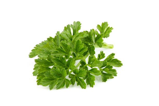 istock Fresh branch of parsley close up. 1190131882