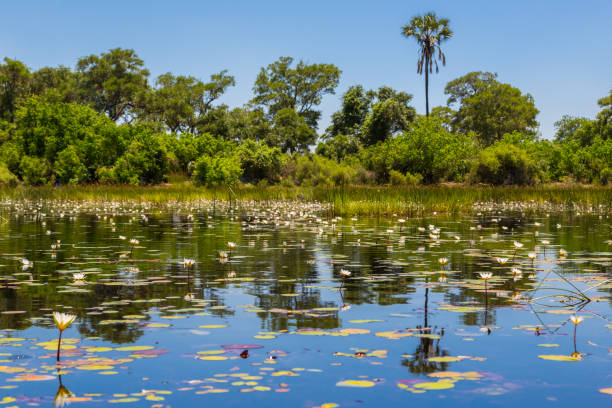 natural river of Okavango with green vegetation, trees and water lily