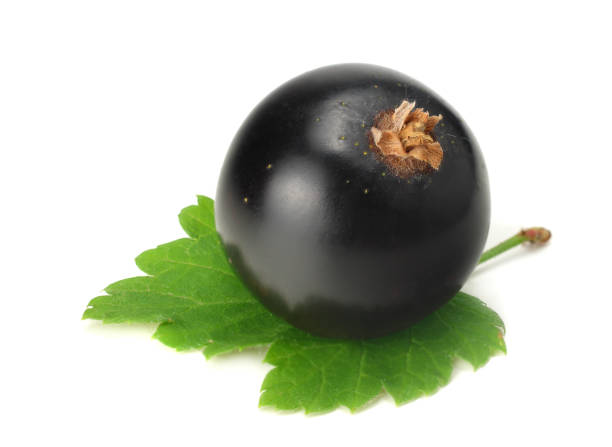 istock black currant with green leaf isolated on white background. macro 1190135656