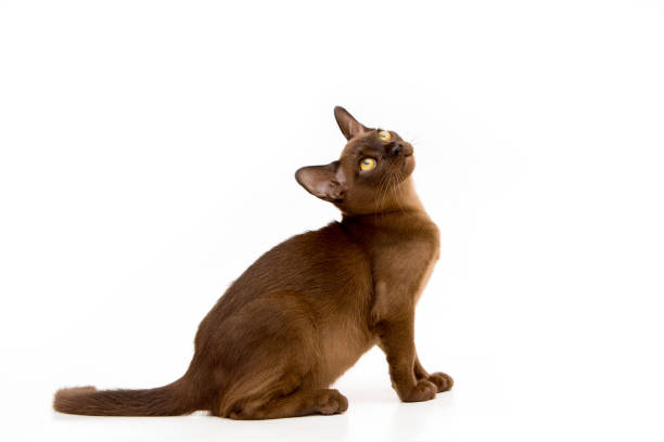 istock Burmese cat. Cute playful chocolate-colored kitten. On white background. 1190136756