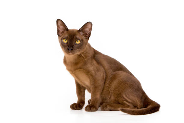 istock Burmese cat. Cute playful chocolate-colored kitten. On white background. 1190136758