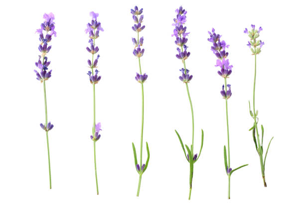 istock lavender flowers isolated on white background. top view 1190136813