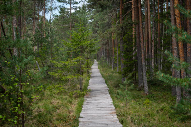 istock Wooden board road in forest 1190136836