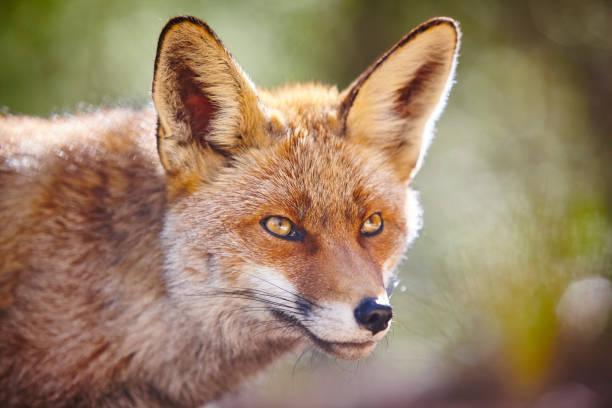 istock Fox head with geen background. Wildlife in the forest 1190137139