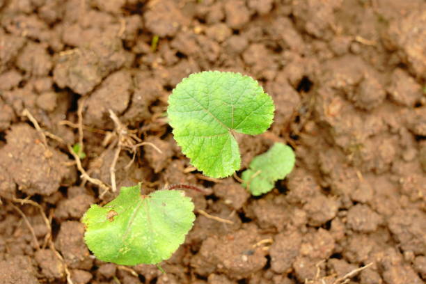 istock Strawberry seedling or sapling in garden 1190137174