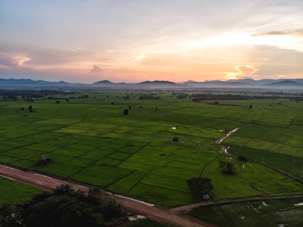 istock Sunset at agriculture green rice field 1190137180