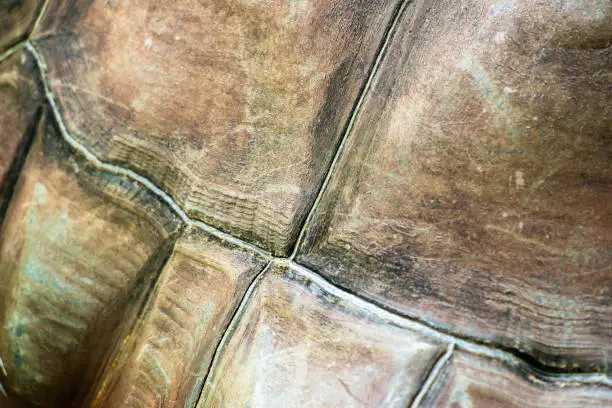 Closeup detailed texture of a Aldabra Giant Tortoise
