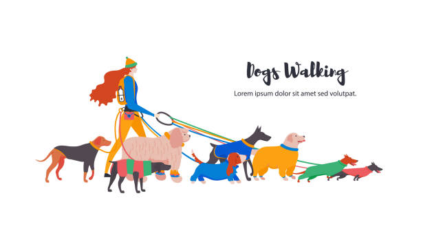 Set icons of dogs in overalls and personal dog-walker. Set icons of dogs in overalls and personal dog-walker. Different breeds: basset hound, komondor, rhodesian ridgeback, golden retriever, dobermann, weimaraner, dachshund. cartoon basset hound walking stock illustrations