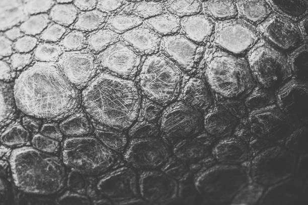 istock Aldabra Giant Tortoise Texture 1190138660