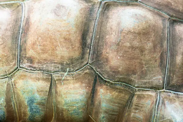 Closeup detailed texture of a Aldabra Giant Tortoise