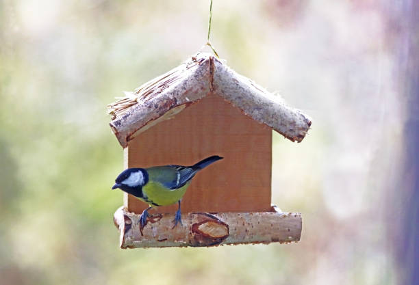 istock beautiful small bird at a feeder in winter 1190139506