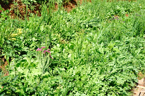 Statice flowers field