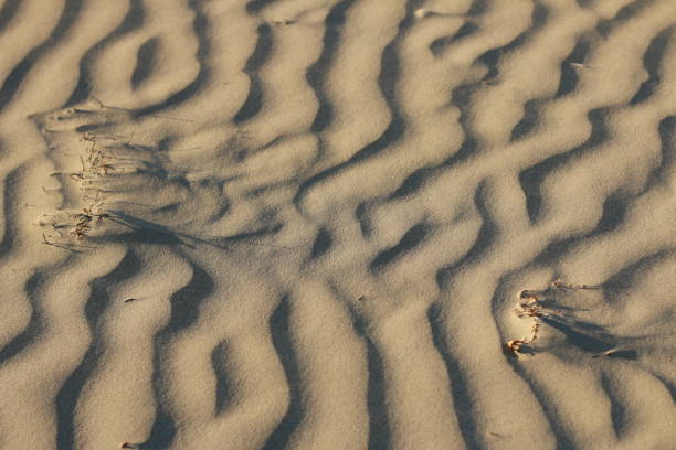 istock textures of wind blown natural patterns in the sand dunes on a sunny beach 1190140320