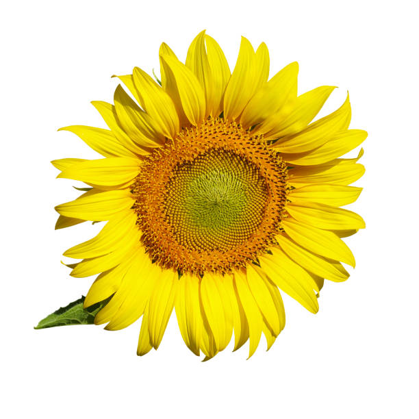 Flower of a sunflower on a white background\