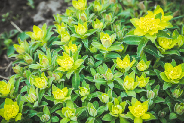 istock Blooming Euphorbia in the garden 1190140945