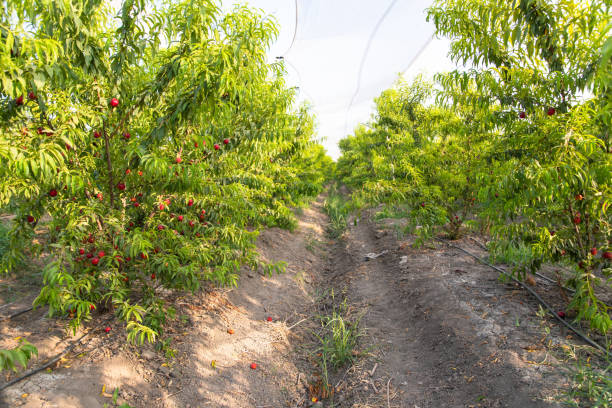 istock Sweet and Ripe nectarines or peaches on the tree. 1190141084
