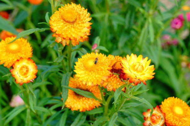 istock Yellow Straw flower 1190141169