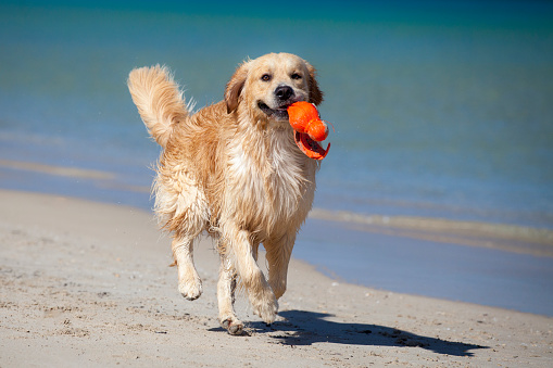 Golden Retriever running along the beach with an orange toy.