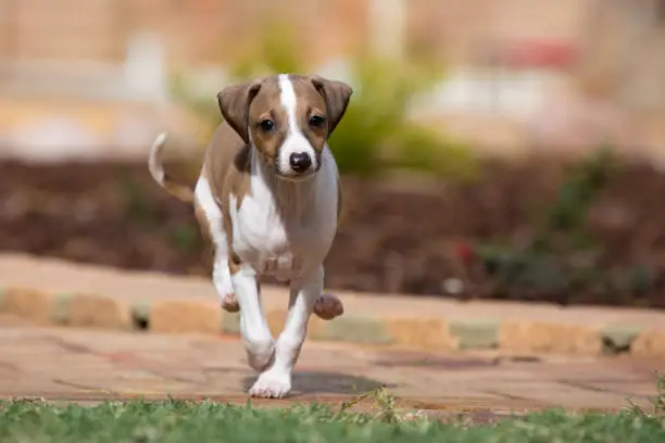 A cute fawn and white Italian Greyhound puppy running towards the camera.