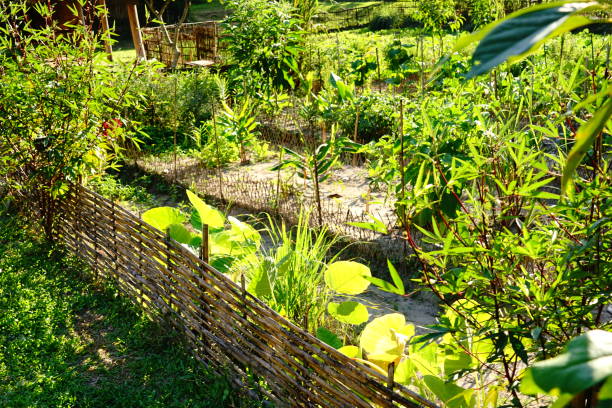 istock Farming Organic Green vegetable in garden 1190142878