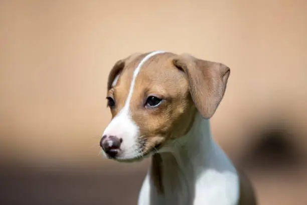 A cute fawn and white Italian Greyhound puppy headshot.