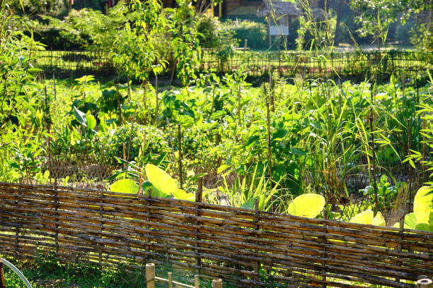 istock Farming Organic Green vegetable in garden 1190142927