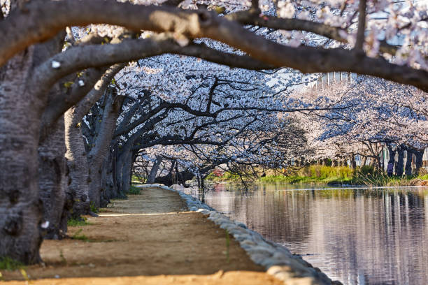 Cherry Blossom and cherry tree at riverside, Tokyo, Japan.