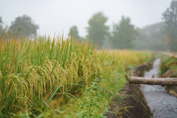 istock Water canal next to rice field 1190143143