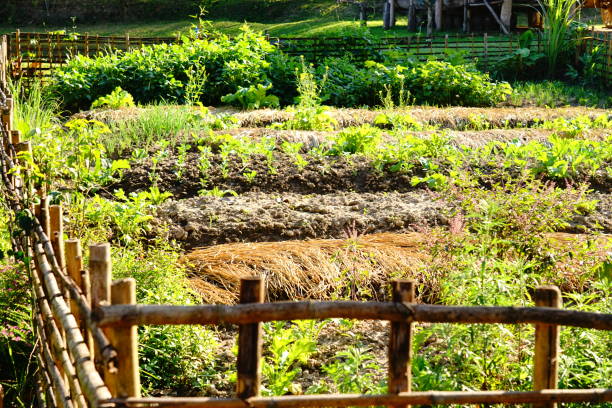 istock Farming Organic Green vegetable in garden 1190143416