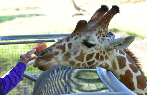 istock Head of a friendly Giraffe. 1190144096