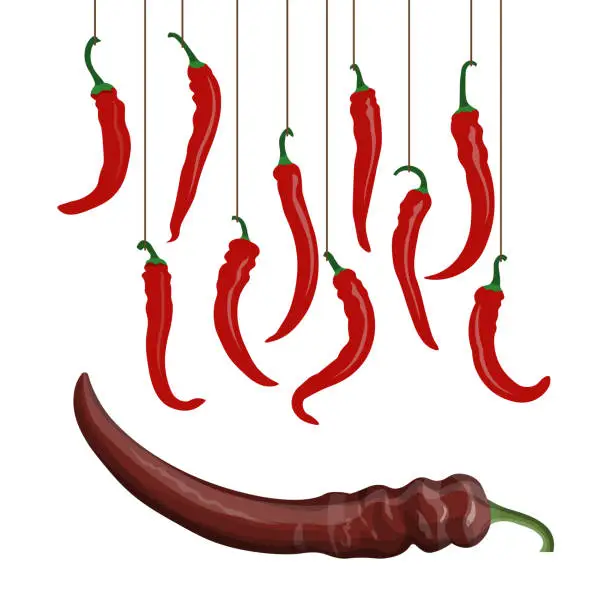 Vector illustration of Set of red hot chili peppers vector illustration