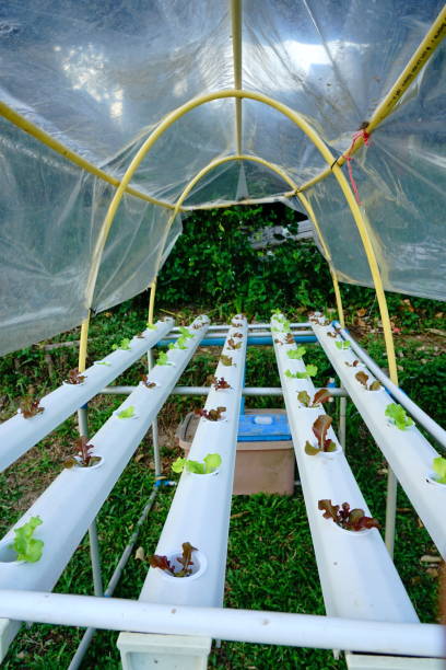 sałatka ekologiczne warzywa w farmie hydroponiki - field vertical agriculture crop zdjęcia i obrazy z banku zdjęć