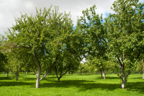 istock Autumn scene of apple trees in orchard 1190145546